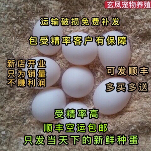 玄凤鹦鹉受精蛋鹦鹉鸟蛋可人工孵化黄化玄凤受精蛋