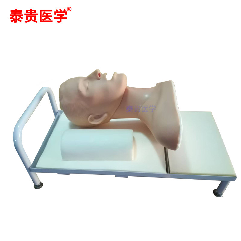 高级吞咽机制模型 吞咽实习模型 吞咽与呼吸 机制演示模型