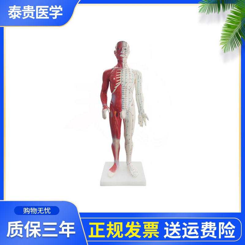 男性针灸模型泰贵医学