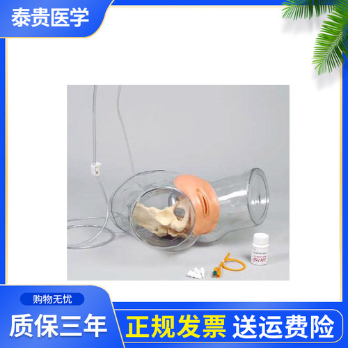 泰贵H16E泰贵医学男女生殖器模型