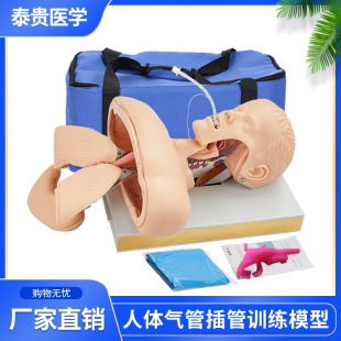 泰贵医学TG J50高级人体气管插管训练模型成人口鼻气道管理急救假人