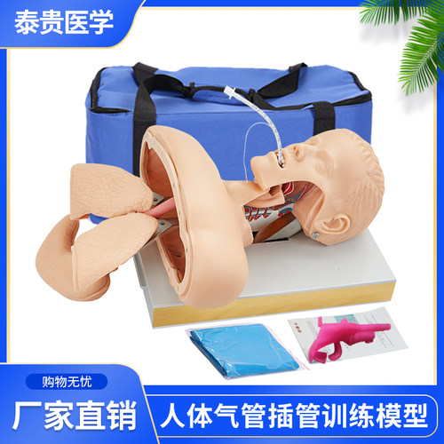 泰贵医学TG/J50高级人体气管插管训练模型成人口鼻气道管理急救假