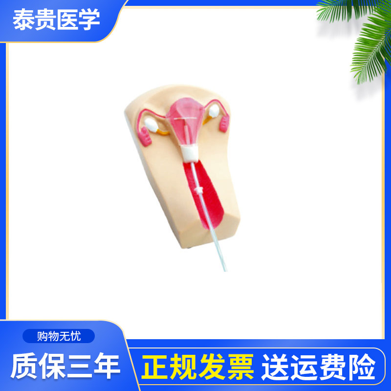 泰贵医学TG/F5L-2女性避孕器指导模型妇产科孕妇生殖器计划生育半透明子宫训练教学假人体模具