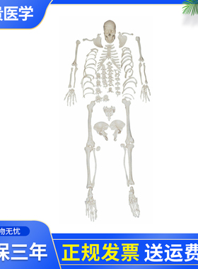 泰贵医学XC130全身散骨模型游离骨模型仿真人体散骨（自然大）教学展示标本