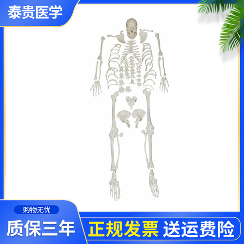 泰贵全身散骨模型游离骨模型