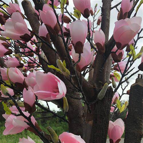 销售仿真广玉兰盆景城市节日装饰绢花仿真树枝仿真玉兰花树