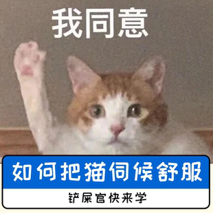养猫攻略技巧教程宠物猫CFA饲养技术猫病经验资料手册电子版 素材