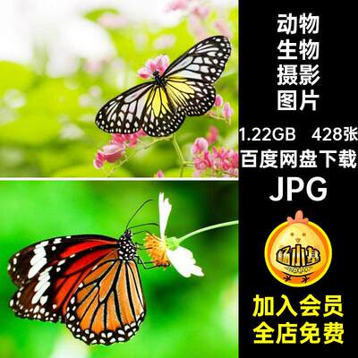 高清动物生物JPG图片色彩斑斓的蝴蝶彩蝶设计喷绘打印合成素材