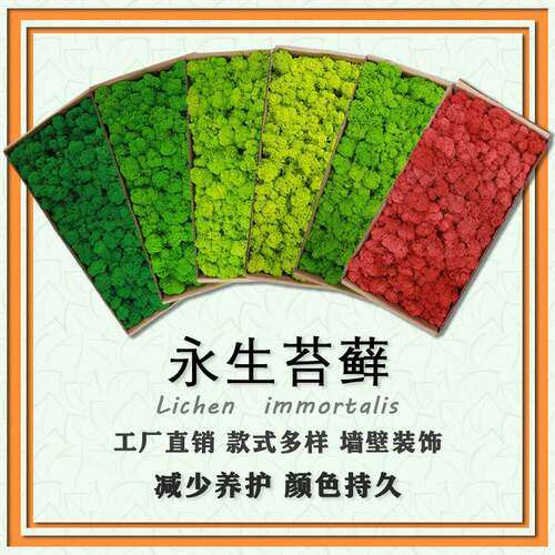 永生苔藓人造假苔藓墙绿植墙干花背景墙永生花小鹿藓仿真苔藓