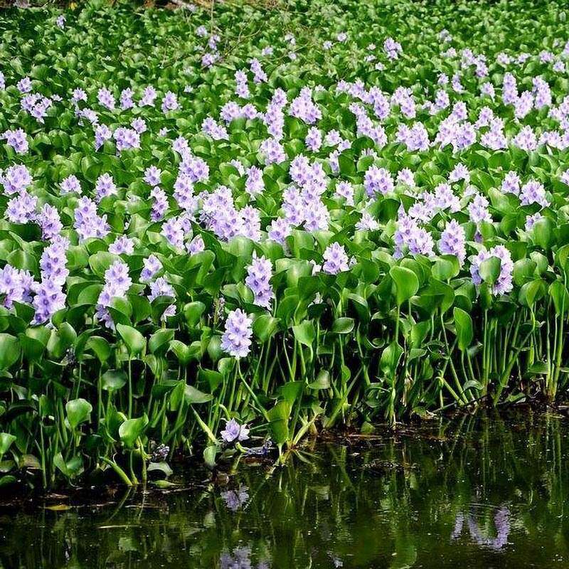 水葫芦苗凤眼蓝凤眼莲湿地水面河道绿化庭院池塘景观水生植物