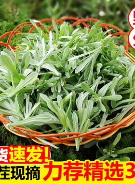 鼠曲草新鲜现摘清明草新鲜野生田艾棉菜佛耳草绒毛草青团草黄蒿