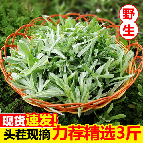 现摘鼠曲草3斤新鲜野生