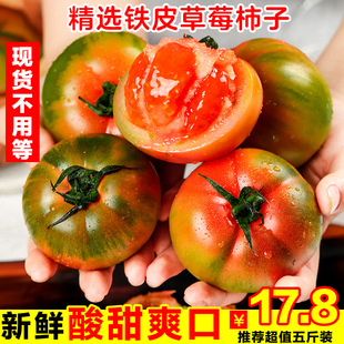 铁皮草莓柿子盘锦碱地柿子新鲜应季水果丹东西红柿自然熟绿腚番茄