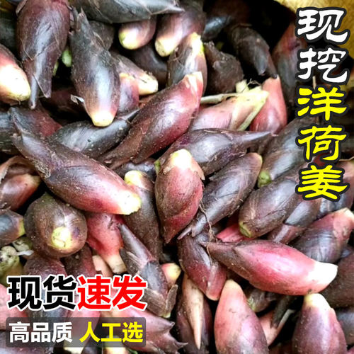 现货速发，现挖洋荷姜有坏包赔