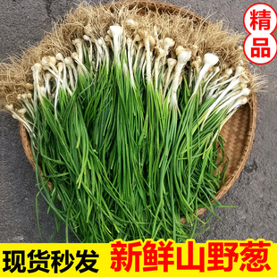 湖南新鲜野葱野菜现挖小根蒜胡葱野生葱百香葱苦藠头可做种苗贵州