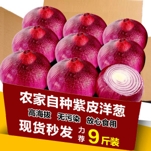 云南水果小洋葱9斤产地甜味生吃紫皮圆葱头蔬菜新鲜农家包邮批发