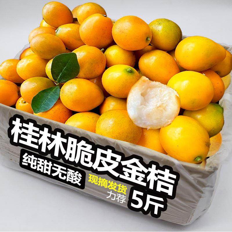 脆皮金桔广西桂林新鲜现摘5斤