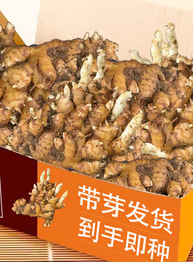生姜种籽生姜种植苗大姜种子黄姜苗种植生姜苗姜种带芽姜种子包邮