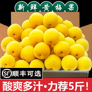 5斤高山树熟黄梅果新鲜青梅鲜果诏安现摘泡酒酸梅子果酱酵素水果