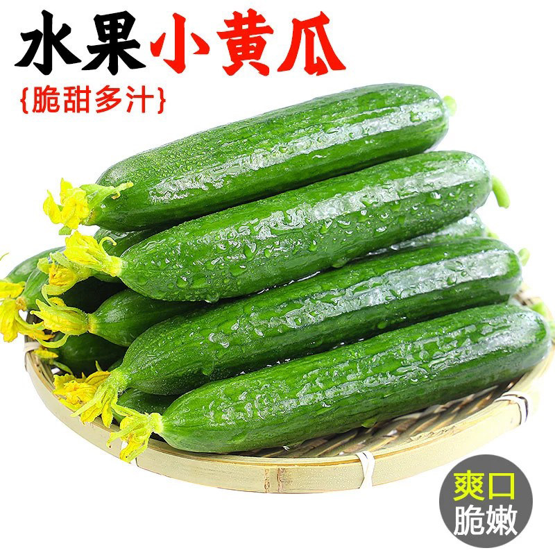 新鲜小黄瓜现摘当季荷兰水果小青瓜甜时令蔬菜整箱山东旱生吃包邮