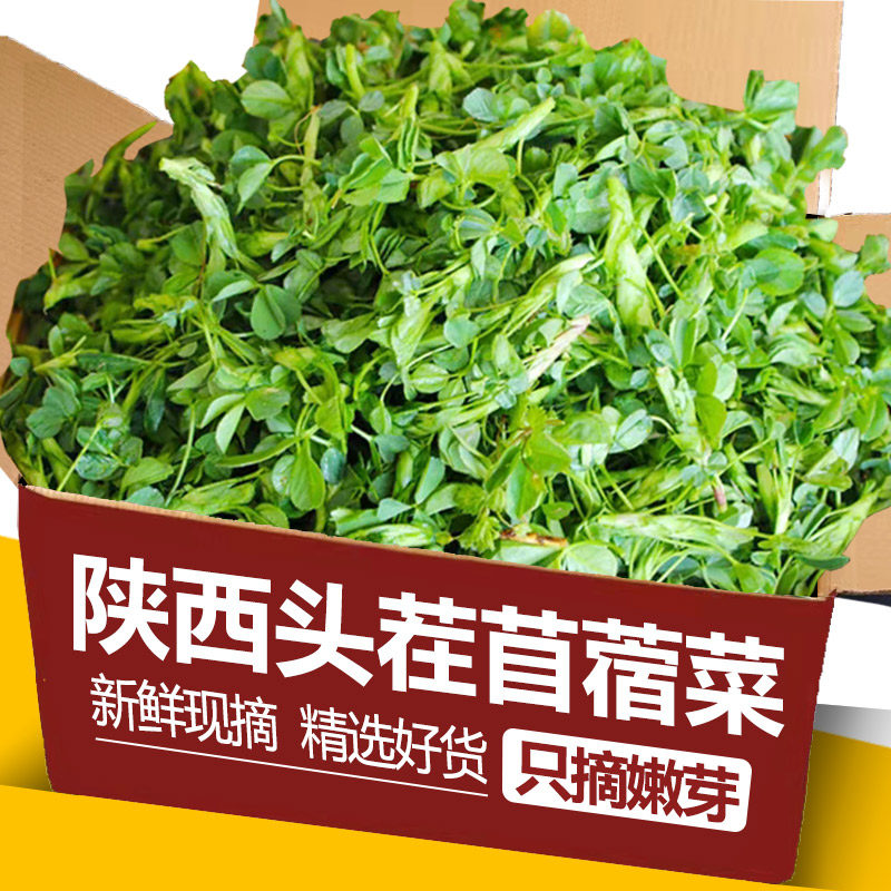 陕西头茬新鲜苜蓿菜正宗现摘蔬菜当季农家食用山野菜苜蓿芽苜蓿草