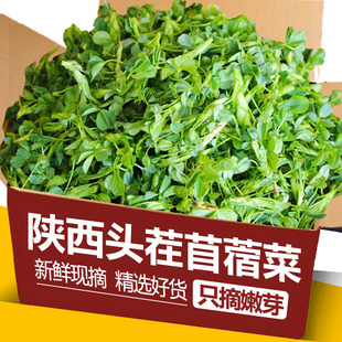 陕西头茬新鲜苜蓿菜正宗现摘蔬菜当季 农家食用山野菜苜蓿芽苜蓿草