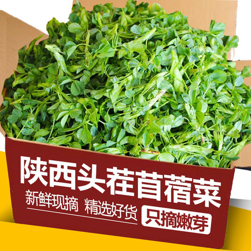 陕西头茬新鲜苜蓿菜正宗现摘蔬菜当季农家食用山野菜苜蓿芽苜蓿草
