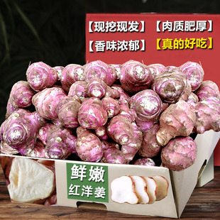 红皮洋姜新鲜现挖红洋姜种姜菊芋大果小姜不辣腌菜紫色地环鬼子姜