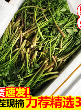 江西特产现摘水芹菜3斤新鲜野生现采摘现发野菜绿色时令蔬菜特产