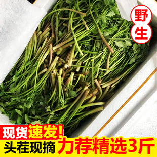 江西特产现摘水芹菜3斤新鲜野生现采摘现发野菜绿色时令蔬菜特产