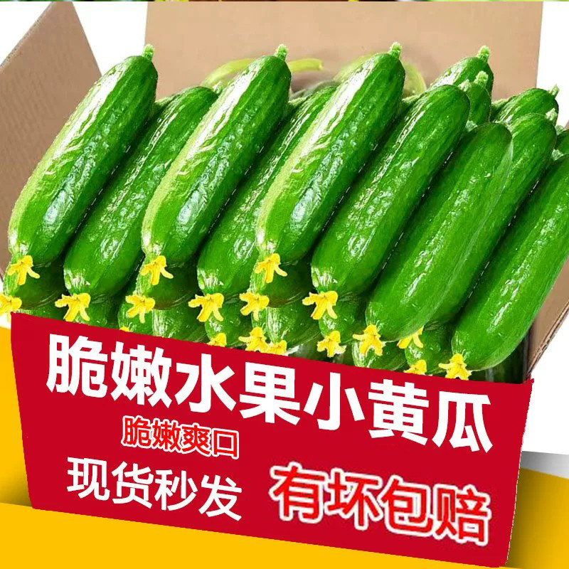 现摘水果小黄瓜5斤新鲜黄瓜甜脆小青瓜荷兰蔬菜农家自种生吃包邮