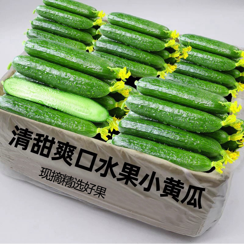 水果小黄瓜新鲜5斤应当季小黄瓜青瓜时令蔬菜旱生吃即食整箱包邮1