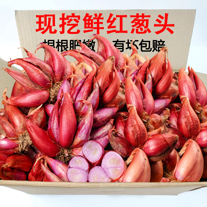 小香葱头可种红葱头小香葱籽火葱头干葱头种四季农家盆栽小葱蔬菜