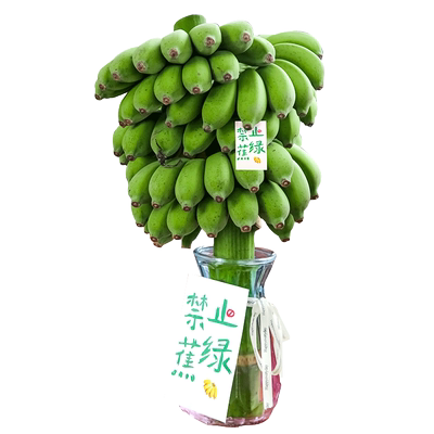 水培香蕉整串带杆！可食用！