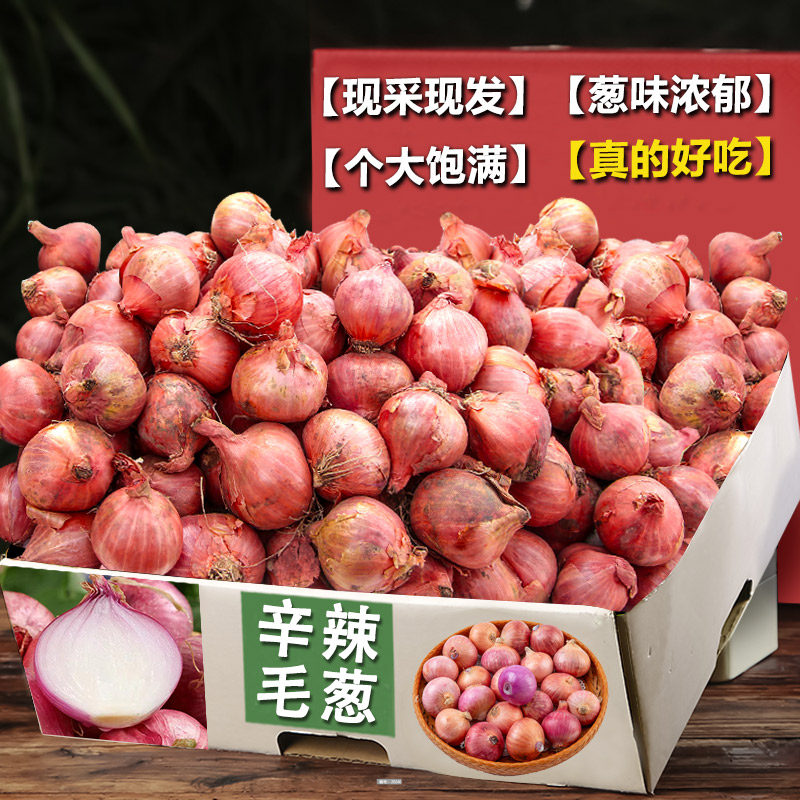 新鲜现发毛葱自种正宗笨毛葱小毛葱蘸酱毛葱大毛葱头新鲜珠葱包邮