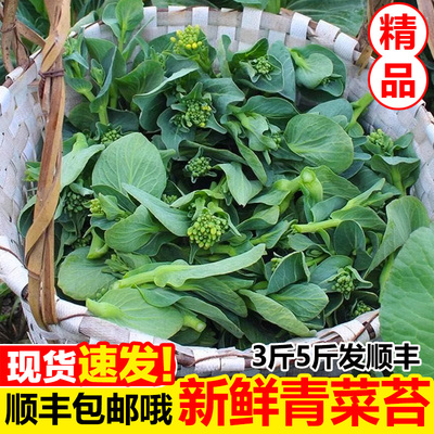 苏北青菜苔新鲜现摘3斤5斤顺丰包邮露天霜冻菜心白菜薹菜心油菜苔
