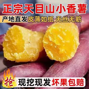 天目山小香薯5斤临安板栗小红薯新鲜食用地瓜产地直销手指番薯甜9