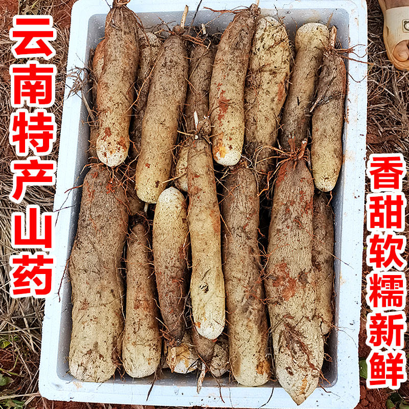 新鲜软糯云南灵芝山药蔬菜5斤非淮山小白嘴铁棍山药紫秤砣麻山药