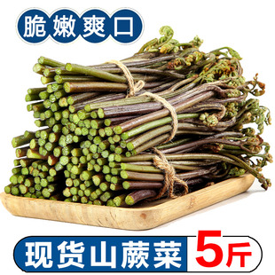现货蕨菜新鲜野生蔬菜下饭菜当季天然野地菜山撅菜鲜嫩青厥菜野菜
