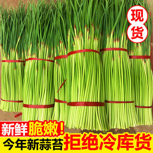 现货蒜苔新鲜露天现摘农家蔬菜蒜台蒜毫蒜薹蒜苗脆嫩自种当季整箱