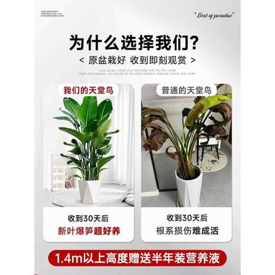 天堂鸟客厅绿植盆栽室内大型植物落地四季办公室鹤望兰大禄植花卉