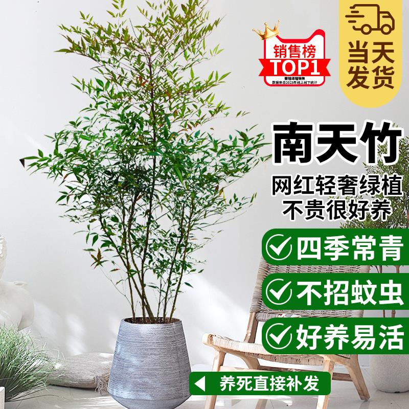 南天竹大型盆栽南天竺老桩绿植室内客厅植物禅意真树庭院造景日式