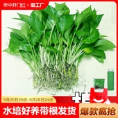 绿萝苗水培好养盆栽办公室内花卉绿植懒人裸根绿箩除甲醛净化空气