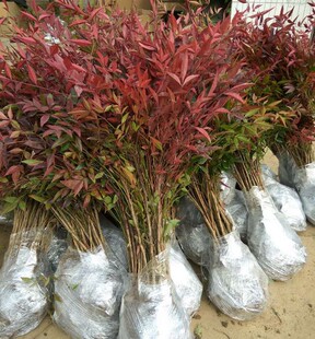 火焰南天竹子树苗盆栽庭院植物南天竺蓝天竹盆景室外耐寒绿化苗木