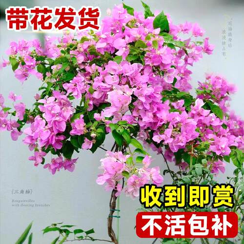 三角梅盆栽带花三角梅花树苗四季开花精品老桩绿樱漳红樱爬藤植物