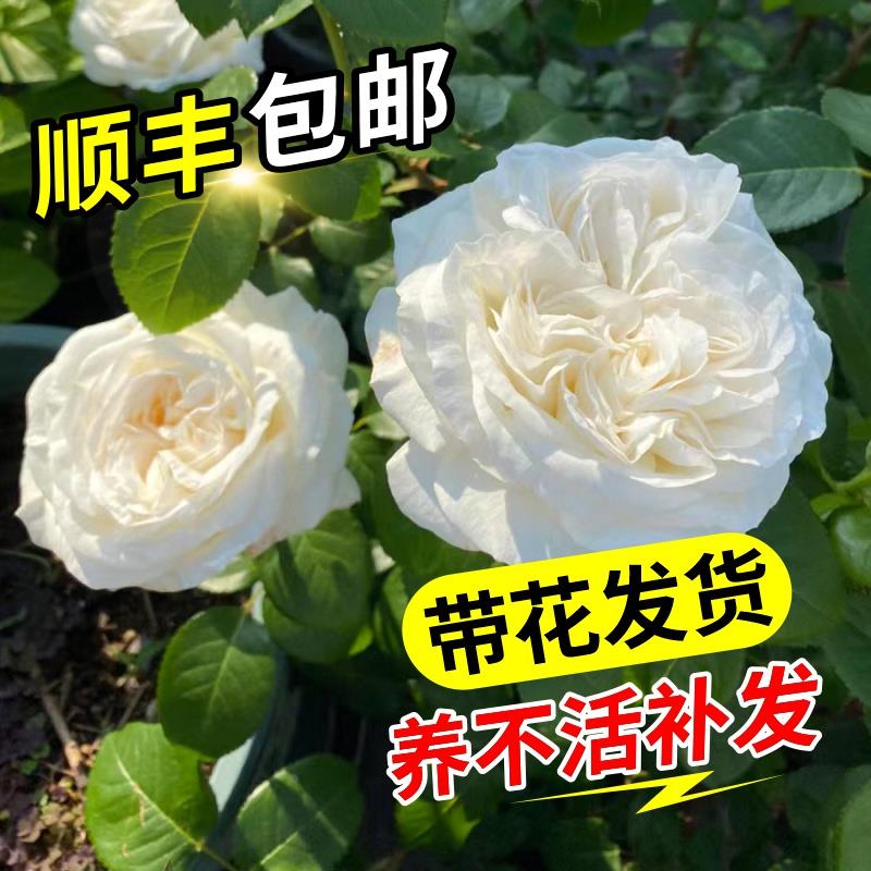 【珍妮莫罗】四季开灌木浓香切花月季花苗玫瑰 庭院阳台盆栽花卉