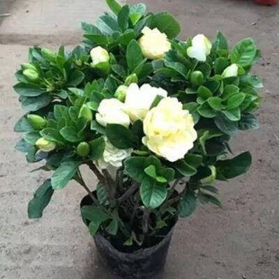 栀子花盆栽带花苞花卉绿植室内阳台枝枝花好养的花四季开花植物苗