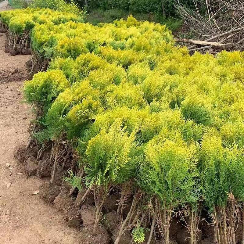 洒金柏树苗 盆景素材 洒金柏苗 四季常青松柏苗木 庭院绿化植物