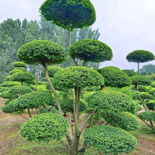小叶女贞造型树 庭院别墅造型景观 四季常青盆景地栽多头女贞绿植