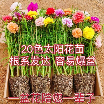 重瓣太阳花苗带盆带根混